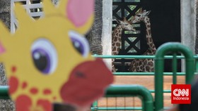 Ahok Beri Nama Unik Dua Jerapah Australia di Ragunan