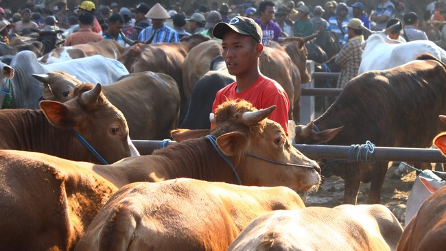 Namun, potensi penambahan kuota akan tetap mengacu pada skema impor 1:5, di mana harus ada satu ekor sapi indukan untuk setiap lima sapi bakalan yang diimpor.