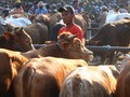 Impor Sapi Indukan Bebas Pajak Pertambahan Nilai