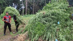 Kejaksaan Tuntut Mati Empat Pengedar Ganja asal Aceh