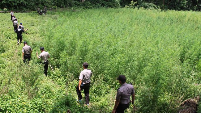 Ladang Ganja Ditemukan Tumbuh  Subur  di  Papua