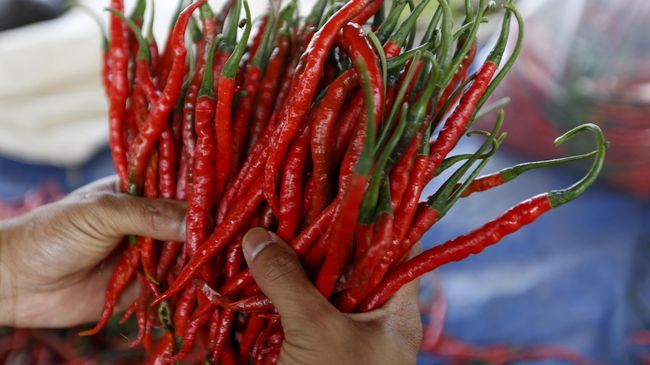 Mengkonsumsi sekitar 2,5 Kg cabai setiap hari membuat Li Yongzhi, 48, dijuluki pria si Raja Cabai.