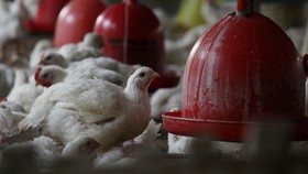 Stabilkan Harga, KPPU Dorong BUMN Masuk Usaha Peternakan Ayam