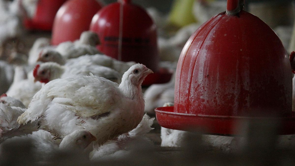 Bapanas Harap MBG Dongkrak Harga Ayam yang Sedang Anjlok