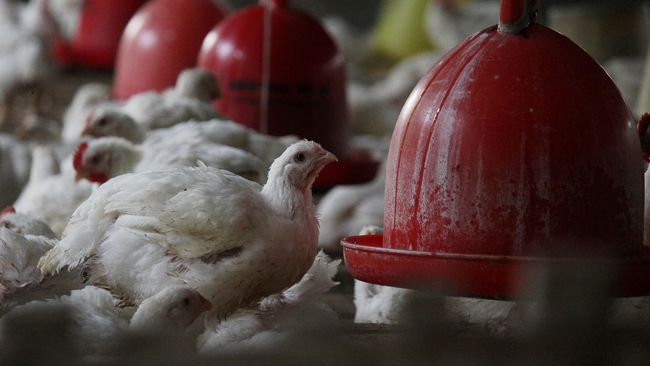 Brasil Berhasil Ternak Ayam Raksasa, Bisa Capai 1,2 Meter