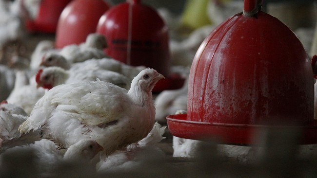 Bapanas Harap MBG Dongkrak Harga Ayam yang Sedang Anjlok Bapanas berharap kehadiran MBG bisa menambah permintaan ayam sehingga mengerek harga yang saat ini anjlok di angka Rp25 ribu per kg.