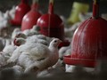 Corona Tekan Permintaan, Peternak Ayam Rugi Rp2,62 M di Bogor