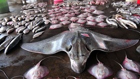 IPB: Ikan Pari Kekeh Terancam Punah, Tetap Diburu Nelayan
