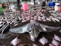 IPB: Ikan Pari Kekeh Terancam Punah, Tetap Diburu Nelayan