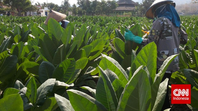 DPR dan Pengusaha minta pembahasan RUU Pertembakauan dikaji dari seluruh kepentingan.