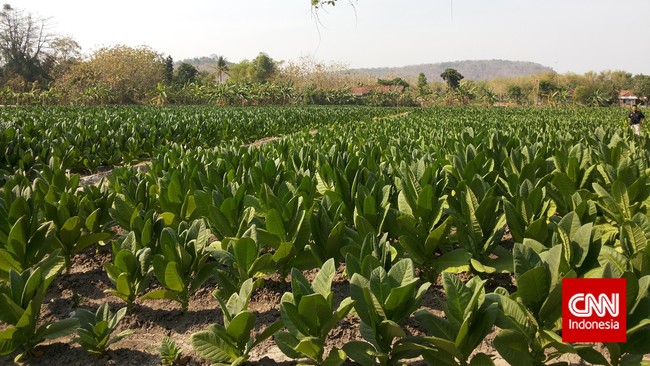 Kemarau berkepanjangan akibat pengaruh El Nino tidak memberikan dampak negatif bagi para petani tembakau. Semakin terik, semakin bagus kualitas daun tembakau.