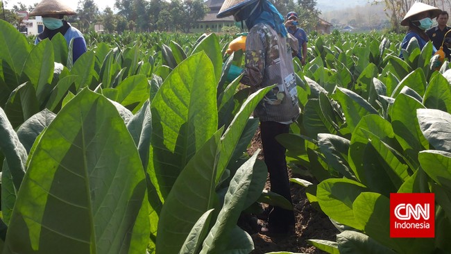 Selama ini, petani tembakau di Indonesia tidak memiliki payung hukum sehingga riskan terhadap gejolak-gejolak yang terjadi.