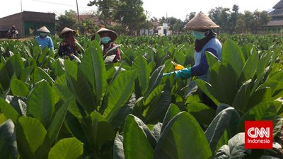 Tembakau Jadi Penopang Ekonomi Petani dan Pekerja Linting