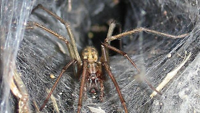 Arthropoda merupakan kelompok hewan terbesar dan paling beragam di planet ini. Contoh hewan arthropoda di antaranya semut, lalat, dan laba-laba.