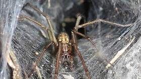 Pengertian, Ciri-Ciri, Jenis, dan Contoh Hewan Arthropoda