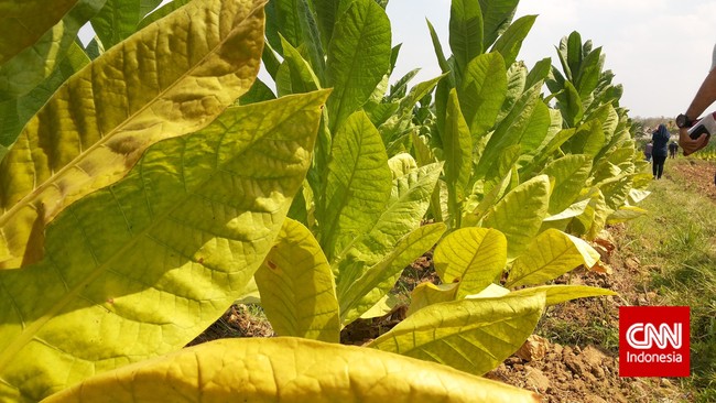 Tengkulak menakuti petani agar mau menjual tembakaunya dengan harga rendah dengan alasan penggunaan tembakau akan berkurang akibat harga rokok mahal.