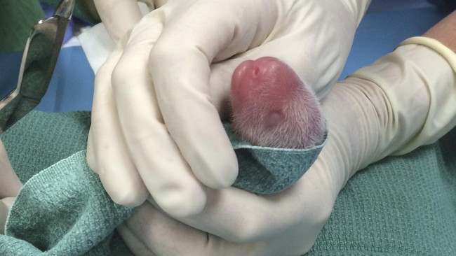 Panda raksasa milik kebun binatang nasional Washington, AS, Mei Xiang melahirkan bayi kembar setelah menjalani inseminasi buatan pada April lalu.