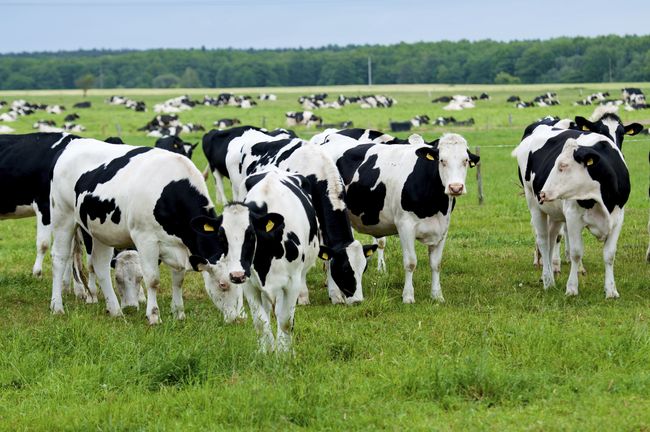 Absurditas Peternakan Sapi RI di Belgia Membeli peternakan sapi di Belgia untuk mengatasi kenaikan harga daging sapi patut dipertanyakan apakah tepat dengan konteks Indonesia.
