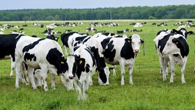 Mentan Siapkan Lahan di Kalteng dan Sulsel Buat Vietnam Investasi Sapi