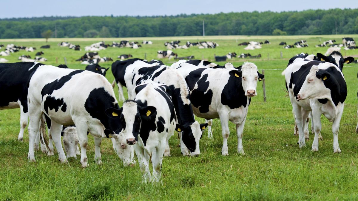 Atasi Masalah Iklim, Pakar Inggris Kembangkan Vaksin 'Kentut Sapi'