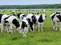 Studi: Sapi Suka Ngobrol dan Berteman Seperti Manusia