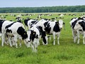 Absurditas Peternakan Sapi RI di Belgia