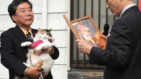 Perkenalkan Nitama, Kucing Baru Kepala Stasiun Kereta Kishi