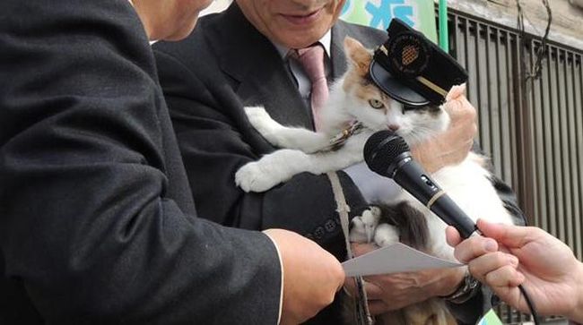 Nitama kini menggantikan posisi Tama. Dia mengalahkan beberapa kandidat kucing lain untuk menjabat sebagai stasiun kereta api Kishi, wilayah pedesaan Kinokawa.