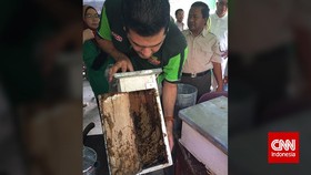 Mengejar Lebah Penghasil Propolis di Pedalaman Sumatera Utara