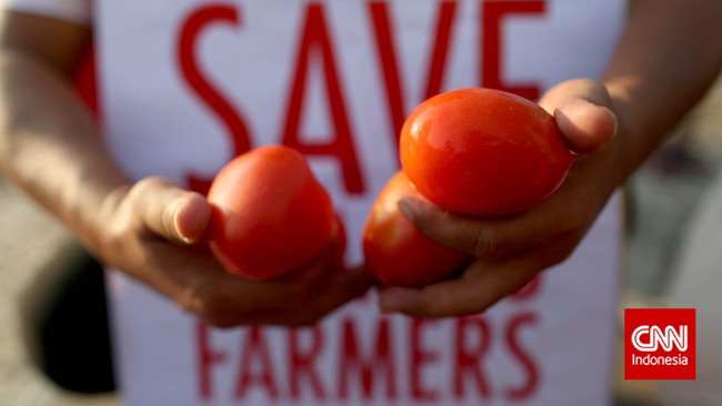 Harga tomat melonjak lebih dari 400 persen di India dalam beberapa pekan terakhir.