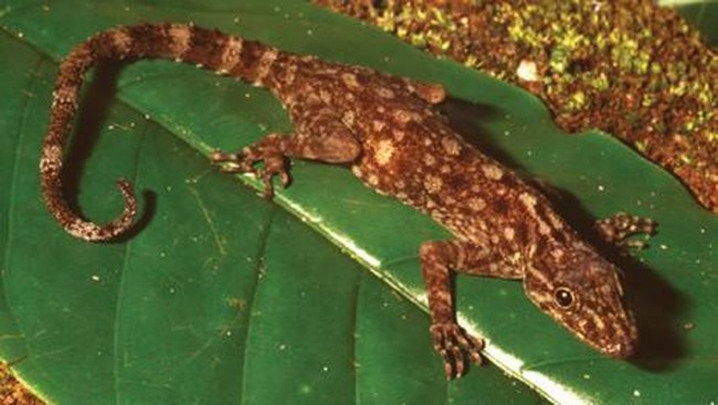 Ahli reptilia dari Lembaga Ilmu Pengetahuan Indonesia menemukan spesies baru cicak batu di Gunung Rajabasa, Lampung.
