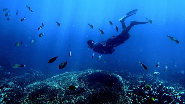 Indonesia masuk dalam area Coral Triangle dan menyumbang habitat terumbu karang terluas di dunia.