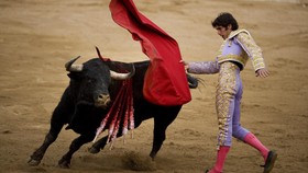 Gelaran Pacu Banteng di Spanyol yang Memakan Korban Jiwa