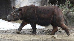 Seekor Badak Sumatera Berhasil Diselamatkan di Kalimantan