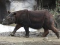 Seekor Badak Sumatera Berhasil Diselamatkan di Kalimantan