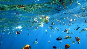 'Memancing' Turis Mancanegara Lewat Wisata Bahari
