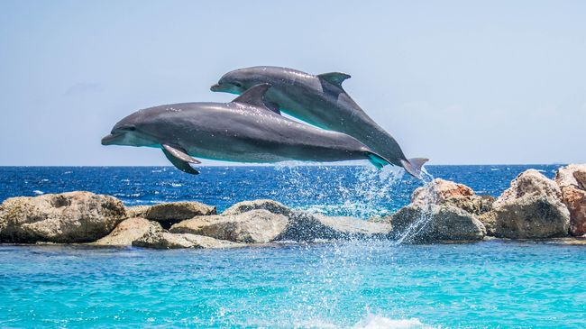 Warning Buat Turis ke Jepang: Jauhi Lumba-lumba dan Monyet 'Onsen' Wisatawan di Jepang diperingatkan untuk tidak mengganggu lumba-lumba di pantai Fukui, Jepang.