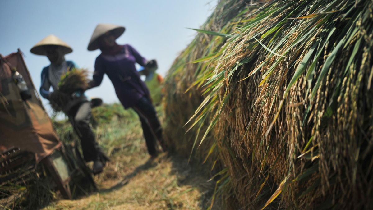 Kemarau Ekstrem, 43 Hektare Sawah di Kabupaten Tangerang Terancam Puso