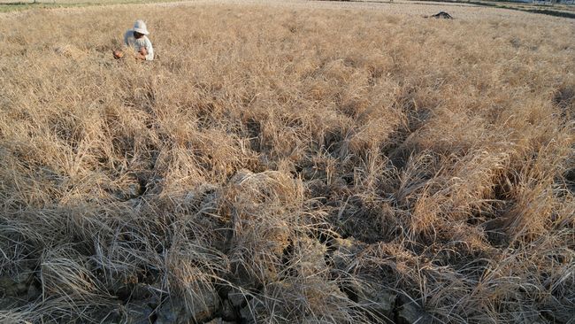 Kementan mencatat luas lahan gagal panen akibat kekeringan (puso) selama periode Januari-Juli 2019 mencapai 31.000 ha atau naik dari rata-rata 5 tahun terakhir.