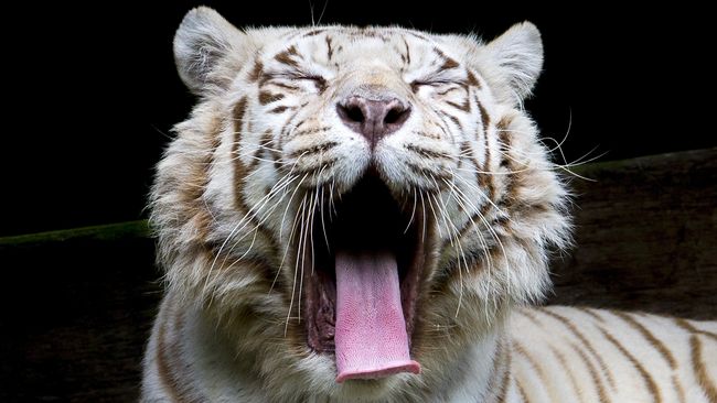Perburuan liar terkait hobi atau pembabatan lahan membuat harimau tak lagi menjadi raja dalam hutannya.