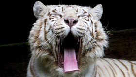 Sisa Enam Jenis Harimau di Dunia, Dua Punah di Indonesia