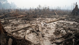 Bank Global Dituding Turut Rusak Hutan Asia Tenggara