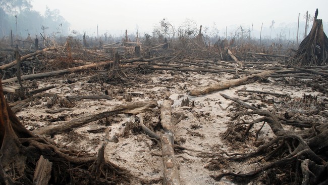 Pelbagai bank yang beroperasi secara global diduga turut menyumbang kerusakan hutan tropis di kawasan Asia Tenggara dengan pembiayaan mencapai US$38 miliar.