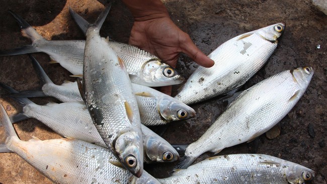 Kementerian Kelautan dan Perikanan mengkampanyekan program Gerakan Pakan Ikan Mandiri guna menekan biaya usaha budidaya ikan air tawar.