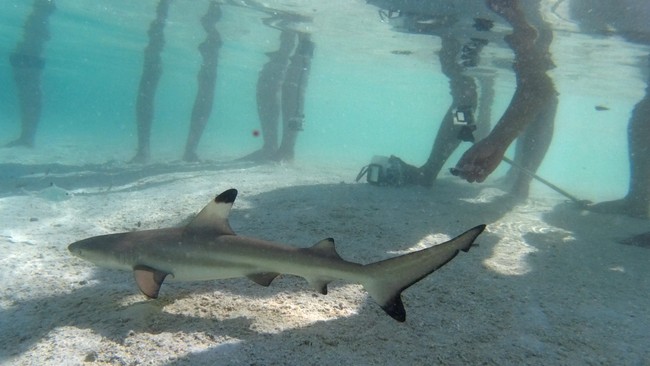 Melissa Brunning digigit dan ditarik ke air oleh seekor hiu saat memberi makan hewan-hewan karnivora itu di pesisir Barat Laut Australia.
