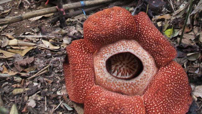 Bengkulu 'Kedatangan' Bunga Langka Rafflesia Kemumu