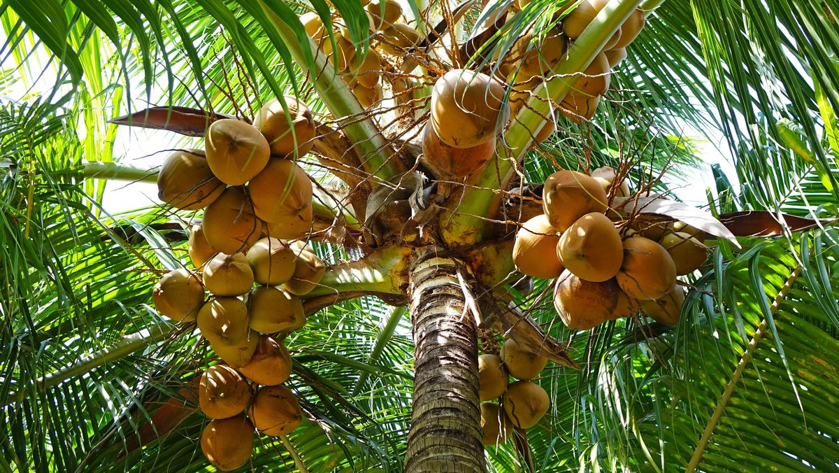 Anggaran MBG Tak Terserap Akan Dialihkan untuk Peremajaan Kelapa-Kakao