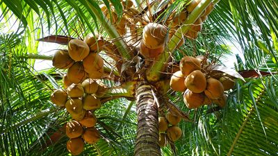 Anggaran MBG Tak Terserap Akan Dialihkan untuk Peremajaan Kelapa-Kakao