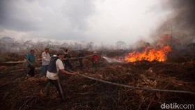 Tak Cuma Data, Greenpeace Minta Pembakar Hutan Diusut Tuntas