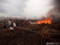 Kebakaran Hutan, PT Langgam Inti Hibrida Ditetapkan Tersangka